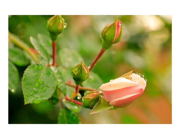 rosebud after rain